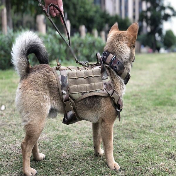A dog wearing a Tactical Scorpion Gear - D4 Dog K9 MOLLE Military Combat Edition Training Vest Harness stands outdoors on a grassy area.