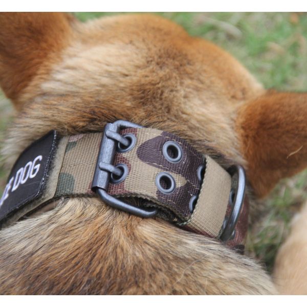 Close-up of a Tactical Scorpion Gear dog collar with "K9 Training" label on a grassy background.