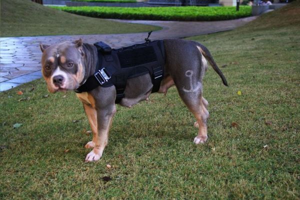 Muscular dog wearing a Tactical Scorpion Gear- Laser Cut Dog Training Vest Harness K9 Camo MOLLE D6 standing on grass.